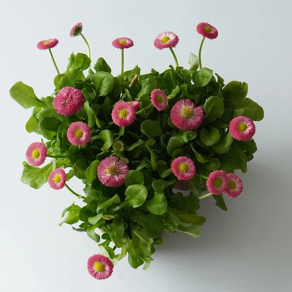 博鱼体育捕鱼游戏